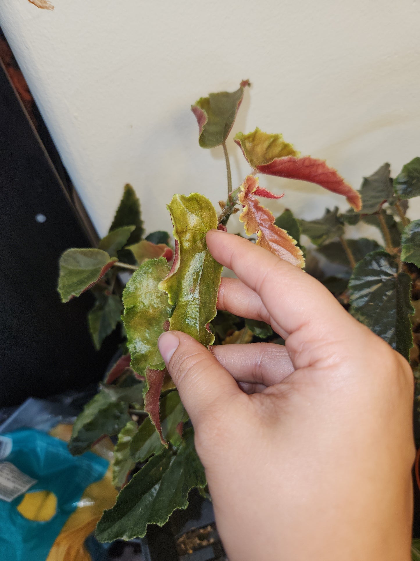 Begonia Ginny Galaxy Medium