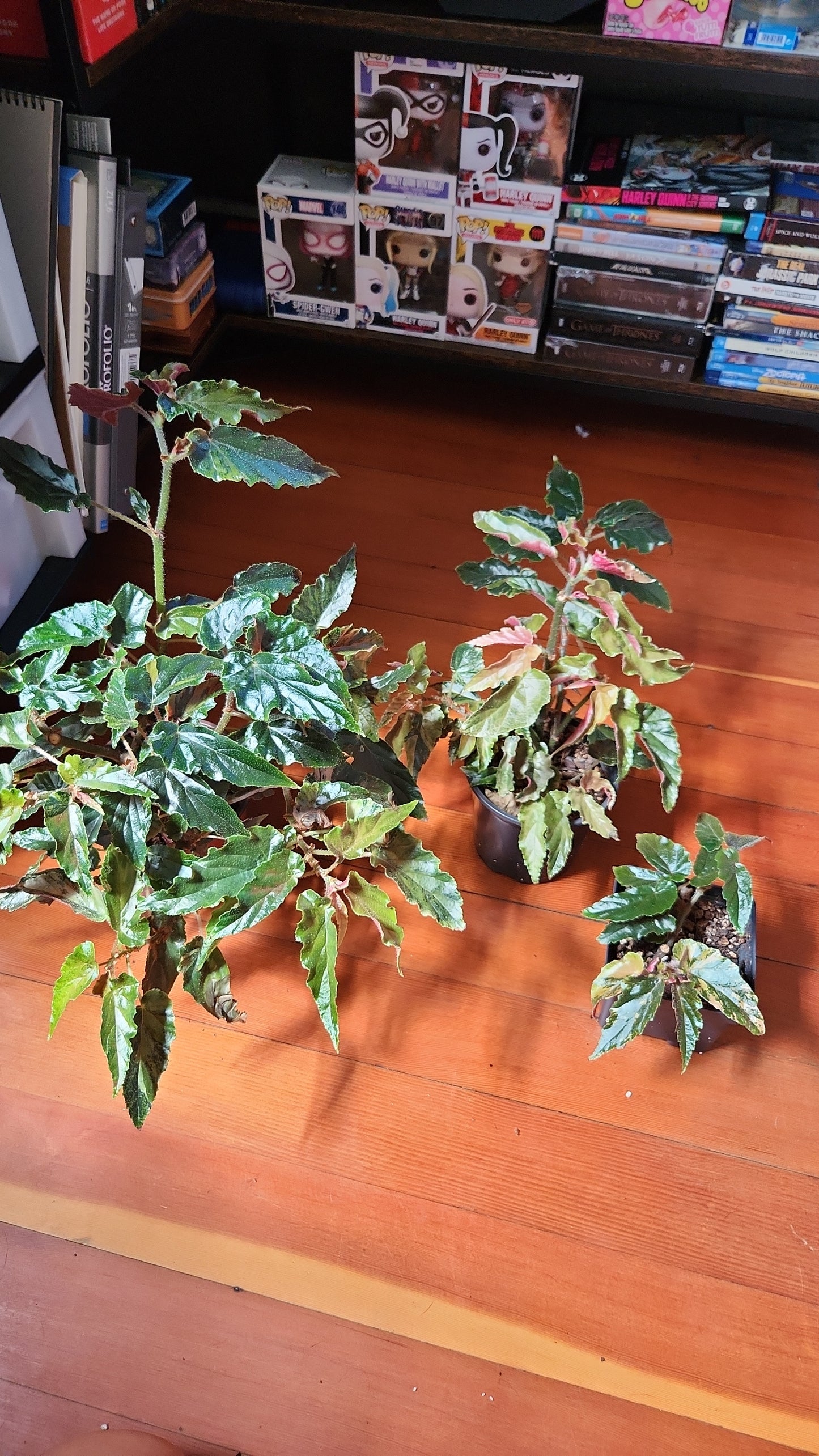 Begonia Ginny Galaxy Medium