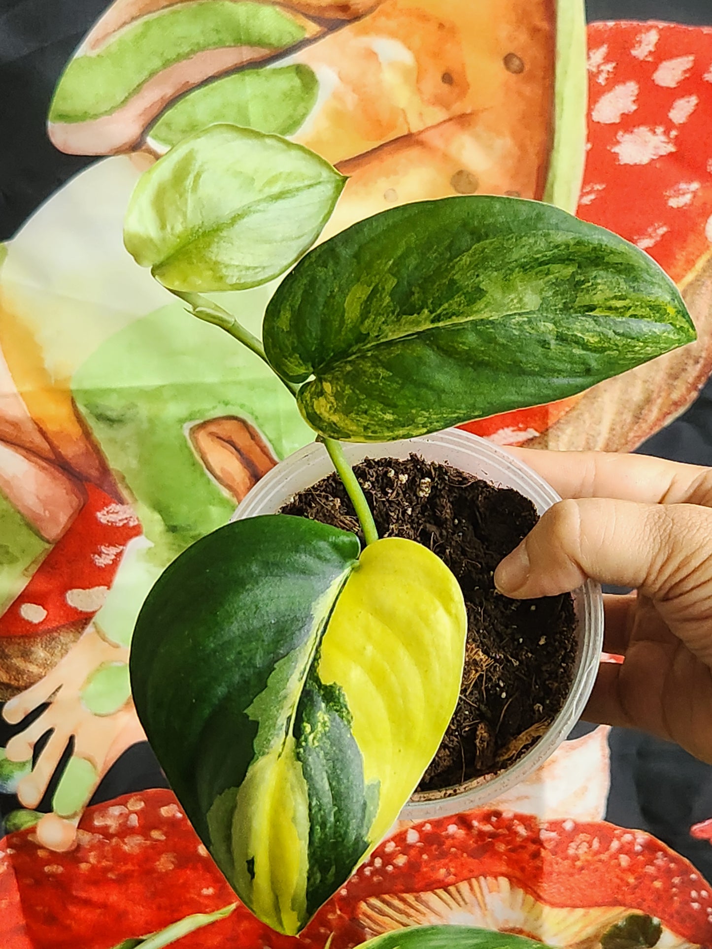 Scindapsus Satin Jade Variegata