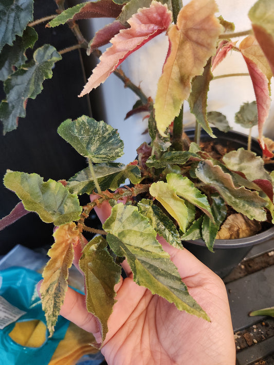 Begonia Ginny Galaxy Medium