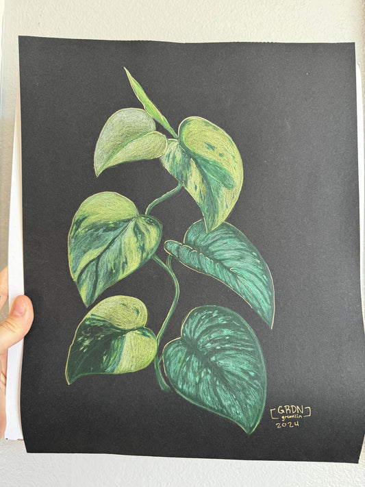 Custom Plant Illustration